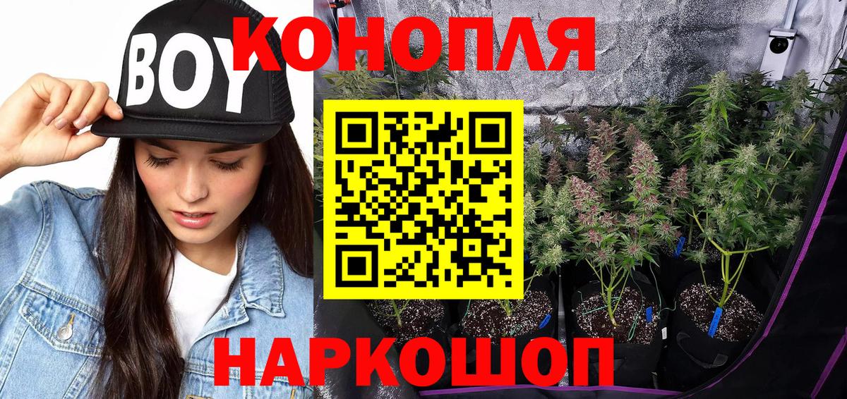 Каннабис OG Kush Сосновый Бор